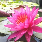 Mainam Red Nymphaea Mayla Live Aquarium Plant Hardy Water Lilies Tuber for Freshwater Fish Pond Balcony