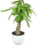 Altman Plants Money Tree Plant Decor (Approx. 1.5 Feet Tall) with 6 Inch White Plant Pot, Pet Friendly Plants, Easy Plant Gift, Easy to Grow House Plant & Desk Plant in Indoor Plant Potting Soil Mix