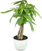 Altman Plants Money Tree Plant Decor (Approx. 1.5 Feet Tall) with 6 Inch White Plant Pot, Pet Friendly Plants, Easy Plant Gift, Easy to Grow House Plant & Desk Plant in Indoor Plant Potting Soil Mix