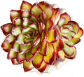 FWPP Succulents Plants Live Echeveria ‘Red Flame’,Mini Succulents Red 3 inches Mini Succulents,Bare Root Without Pot,Succulent Plant Live Decoration Plant Gifts