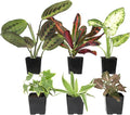 Altman Plants Live Houseplants (6PK), Indoor Plants for Delivery Prime, Live Plants and Gardening Gifts for Plant Lovers, Planters for Indoor Plants with Potting Soil, Live House Plants Indoors Live