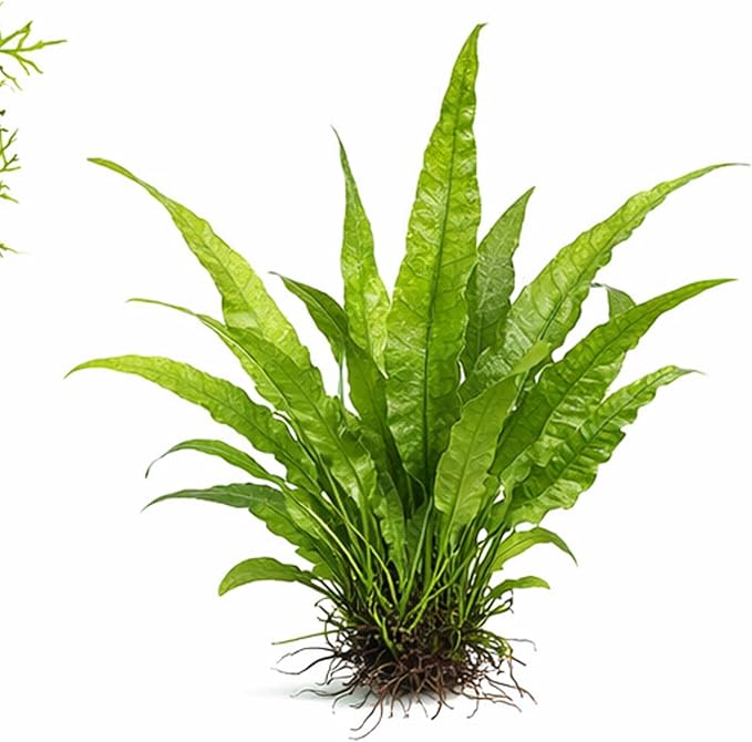 Live Aquarium Plants Bundle - Assorted Freshwater Plants - Low | Medium | High Light