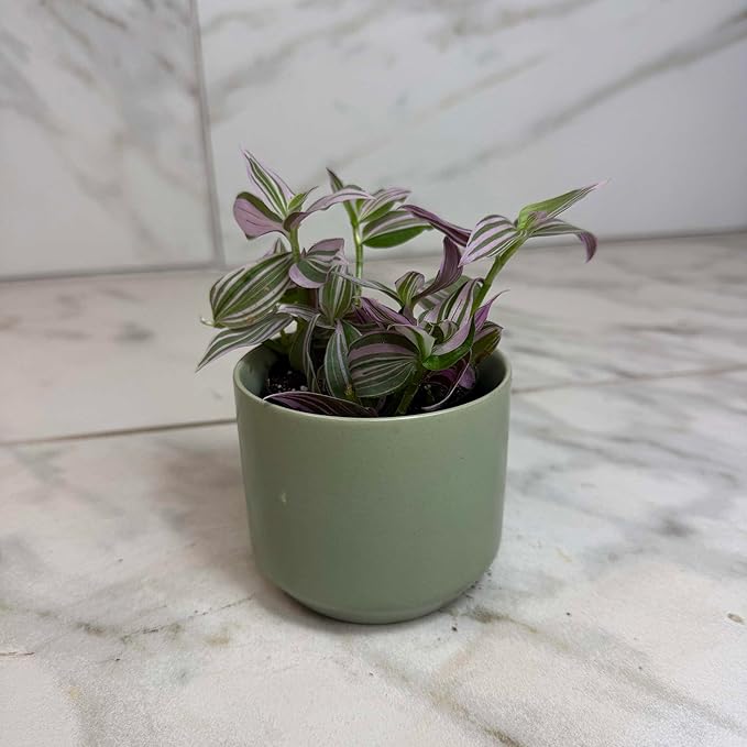 Tradescantia Lollipop, 2" Plant