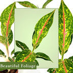 Aglaonema Night Sparkle Live Plant in 2" Pot Plants - Aglaonema Live Plant - Easy to Grow Air Purifying Indoor House Plants Flowers for Home Office Wedding Decor & Birthday Gift(Heat Pack Included)