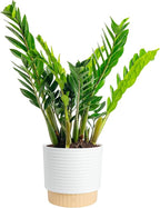 Costa Farms ZZ Live Plant in Decorative Pot, Easy to Maintain, Large Air Purifying Indoor Houseplant, Perfect for Home, Room, or Office Decor, Great House Warming or Birthday Gift, 2-3 Feet Tall