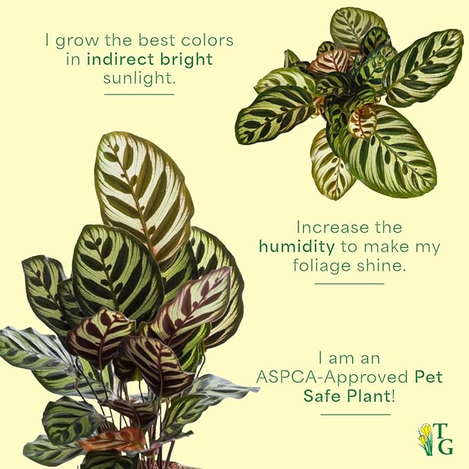 Thorsen's Greenhouse Peacock Calathea, Live Indoor Plant, Safe for Pets, Colorful Foliage, Rare Variety, Peacock Plant, 4" Diameter (Nursery Pot)