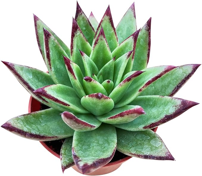 Sprout N Green Echeveria agavoides 'Lipstick', Live Succulent Fully Rooted in 4 inch Starter Pot, House Plant for Indoor Outdoor Home Office Wedding Decoration Party Favor