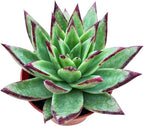 Sprout N Green Echeveria agavoides 'Lipstick', Live Succulent Fully Rooted in 4 inch Starter Pot, House Plant for Indoor Outdoor Home Office Wedding Decoration Party Favor