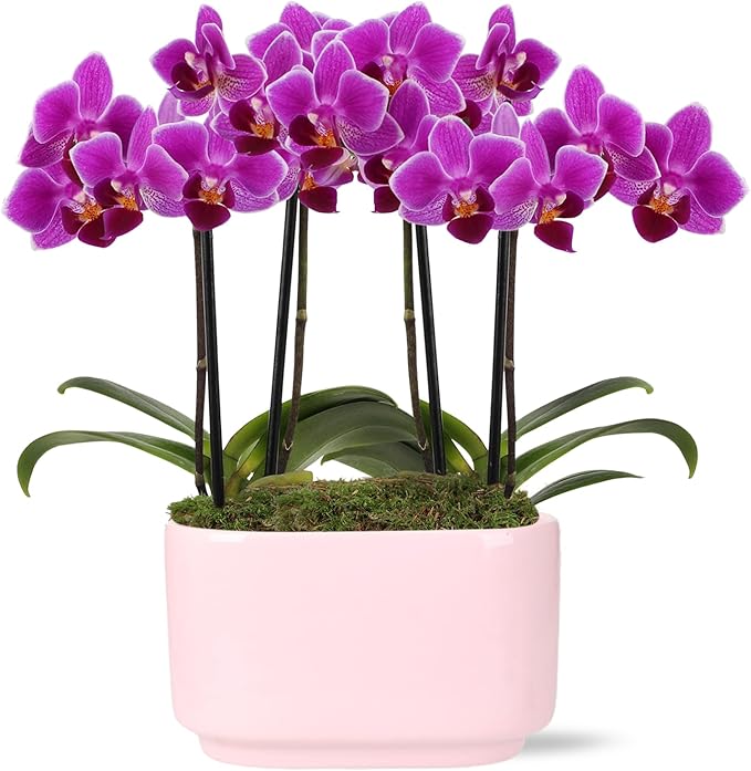 Green Circle Growers 4IN Duo Magenta Orchid in Pink Ceramic Pot | Live Orchid Planter Duo | Modern Colorful Indoor Plant