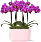 Green Circle Growers 4IN Duo Magenta Orchid in Pink Ceramic Pot | Live Orchid Planter Duo | Modern Colorful Indoor Plant