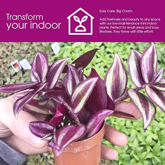 Live Tradescantia Zebrina Plant in 2.5-Inch Pot- Purple Wandering Jew - Easy Live Houseplant for Home & Office Decor - Eye-Catching Silver and Green Foliage - Indoor Gardens Air-Purifying (1)