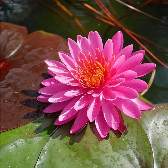 Mainam Red Nymphaea Mayla Live Aquarium Plant Hardy Water Lilies Tuber for Freshwater Fish Pond Balcony