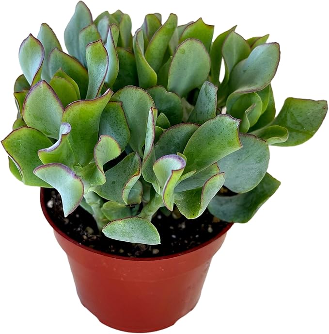 FATPLANTS Succulent Plant(s) Fully Rooted in 4 inch Planter Pots with Soil - Real Succulent Live Potted Succulents/Unique Indoor Cactus Decor (1, Crassula arborescens undulatifolia)