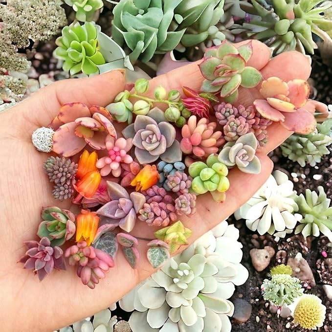 100pcs Mixed Colorful Succulents Seeds Succulent Plants Rare Living Stones Plants Cactus Home Plant