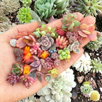 100pcs Mixed Colorful Succulents Seeds Succulent Plants Rare Living Stones Plants Cactus Home Plant