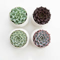 Succulent Plant Pack, Low-Maintenance, Air-Purifying, 2-8 Pack Options | Divine Roots (2, Eco White)