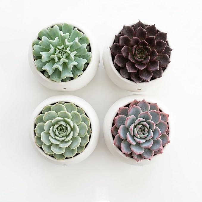 Divine Roots Succulent Plant Pack, Low-Maintenance, Air-Purifying Indoor Plants, 2-8 Pack Options, Eco White, 6 Pack