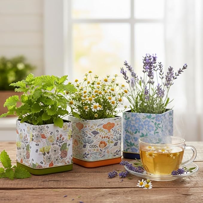 BUZZY Seeds Herbal Tea Garden Grow Kit – 3 Square Tin Planters with Lavender, Chamomile & Lemon Balm Seeds, Easy Indoor Herb Starter, Relaxing Gardening Gift Set