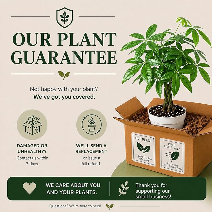 Mini Money Tree Live Plant for Home Decor - Small Money Tree Plant Indoor Houseplant, Small Gift Indoor Plants, Plants Live Houseplants - 4 Inch Pot