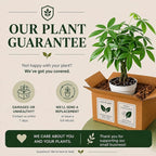 Mini Money Tree Live Plant for Home Decor - Small Money Tree Plant Indoor Houseplant, Small Gift Indoor Plants, Plants Live Houseplants - 4 Inch Pot