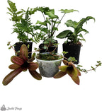 Josh's Frogs Dart Frog Vivarium Bioactive Plant Kits (10 Gallon)