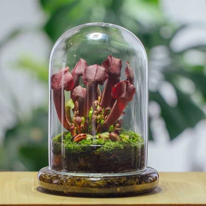 NCYP Glass Cloche Dome with Air Hole and Base, 5.9 x 5.9 x 8.2 Inches, Clear Terrarium Planter for Venus Flytrap, Small Plants, Home Indoor Tabletop Decoration (No Plants)
