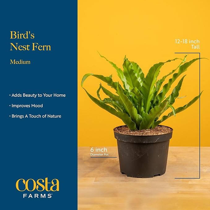 Costa Farms Bird's Nest Fern Live Plant in Plastic Pot, Air Purifying Indoor Houseplant, Perfect for Home, Room, or Office Decor, Great House Warming or Birthday Gift, 12-18 Inches Tall