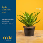 Costa Farms Bird's Nest Fern Live Plant in Plastic Pot, Air Purifying Indoor Houseplant, Perfect for Home, Room, or Office Decor, Great House Warming or Birthday Gift, 12-18 Inches Tall