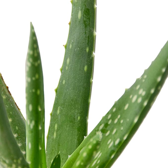 Aloe Vera Live Plant for Indoor | Different Houseplants in 4'' & 6'' Pot | Real House Plant for Living Room, Office, Desk & Bathroom