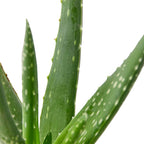 Aloe Vera Live Plant for Indoor | Different Houseplants in 4'' & 6'' Pot | Real House Plant for Living Room, Office, Desk & Bathroom