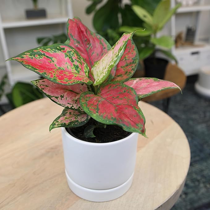 Beauty Aglaonema Chinese Evergreen Live Plant, Variegated Plant Exotic House Plants Live Tropical Plants, Rare House Plants Indoors Live Plants Indoor Plants Live Houseplants by Plants for Pets