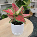 Beauty Aglaonema Chinese Evergreen Live Plant, Variegated Plant Exotic House Plants Live Tropical Plants, Rare House Plants Indoors Live Plants Indoor Plants Live Houseplants by Plants for Pets