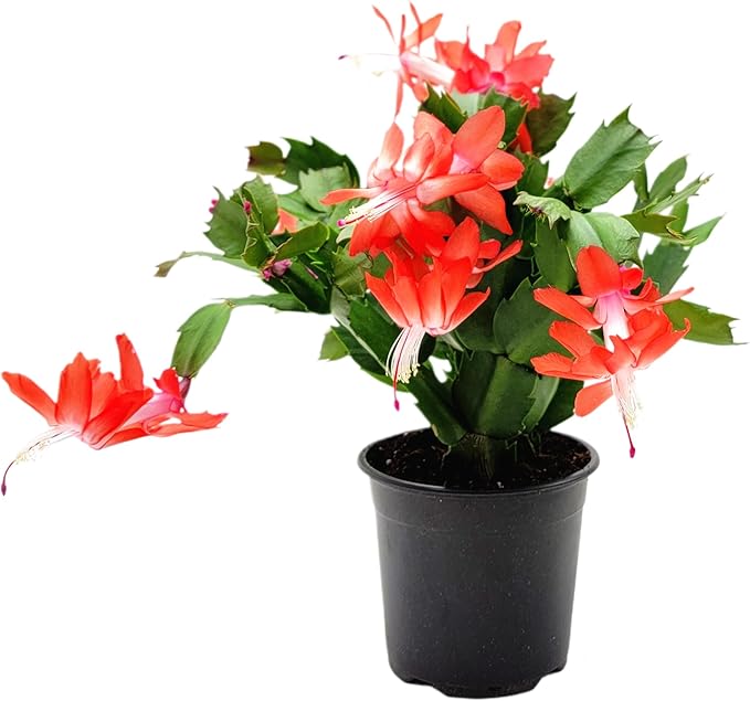 Thanksgiving Cactus,Coral Seasonal Blooms, Live Indoor Plant, Flowering Houseplant, Christmas Cactus, 4-Inch Pot, Holiday Decor, Pet Safe, Free Heat Pack