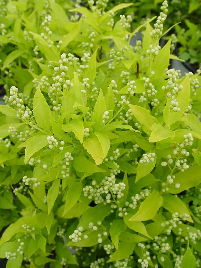 Proven Winners - Deutzia gracilis Chardonnay Pearls (Chardonnay Pearls Deutzia) Shrub, white flowers, #2 - Size Container