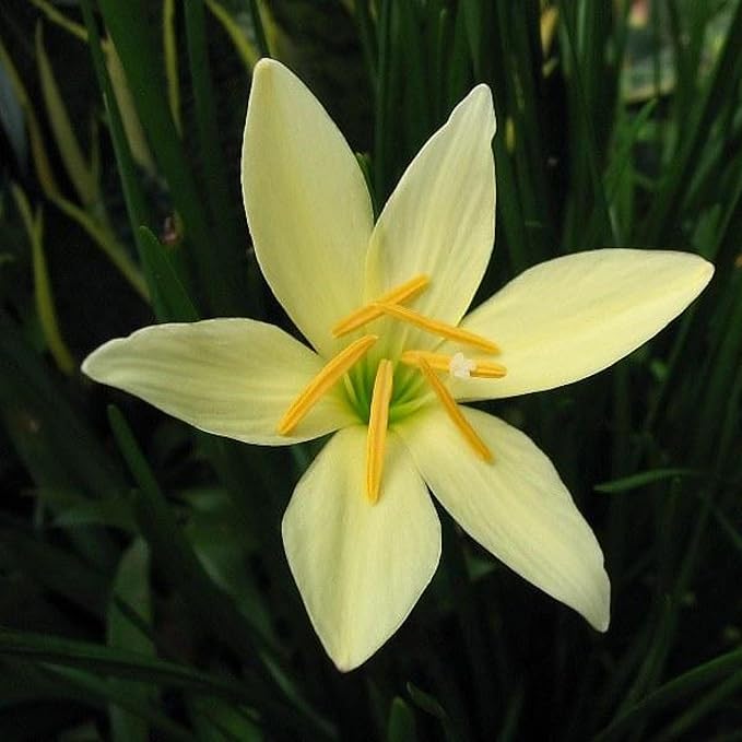 Chalily Melted Butter Rain Lily, a Great Live Pond Plant for Your Water Garden. Filters koi and Goldfish Ponds. Good for Bogs, Plant Shelf or Shallow Water This marginal Aquatic is a Real Beauty
