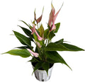 Anthurium (12"-14" Tall) Unique and Gorgeous Live Indoor Plant, Easy Care and Easy to Grow, Bloom Plant, 4 inch Pot (Lily Pink)