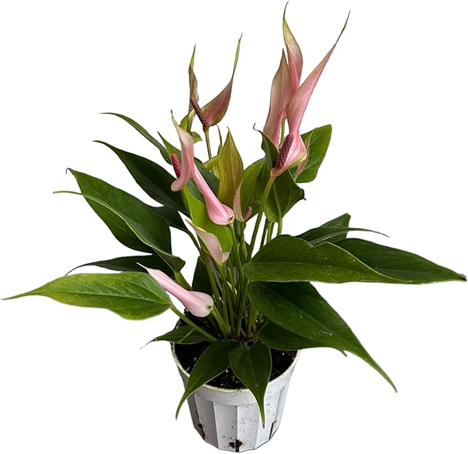 Anthurium (12"-14" Tall) Unique and Gorgeous Live Indoor Plant, Easy Care and Easy to Grow, Bloom Plant, 4 inch Pot (Lily Pink)