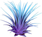 Rainbow Tillandsia Air Plant, Tillandsia Air Plant, Airplant, Air Purification, House Plant, Home Decor & Gift, Live Plant, Healthy Arrival Guarantee (Purple/Baby Blue)