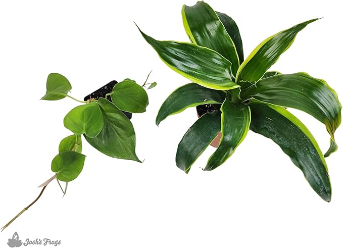 Josh's Frogs 18x18x24 Tree Frog Vivarium Plant Kit