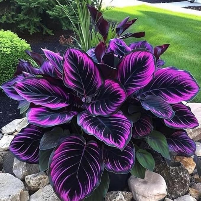 Hosta Flower Seeds, 220pcs, Perennial Shade Plant with Lush Foliage, Ideal for Woodland & Home Gardens