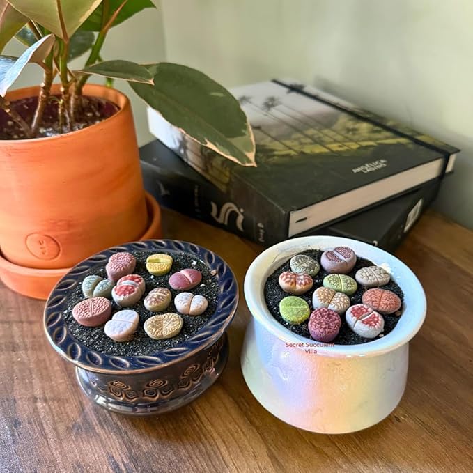 Live Lithops Succulent Plants, 10 Pcs, Rainbow Colorful Variety, Random Pick, Bare Root Without Pot & Soil, Indoor Office Desk Decoration, Plant Lovers Gifts