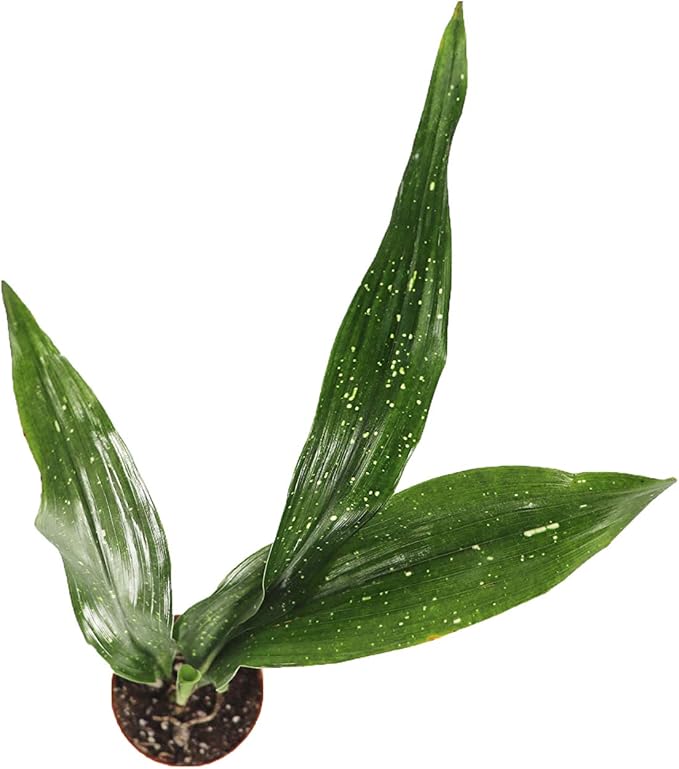 Aspidistra Elatior 'Milky Way' - 2" from California Tropicals