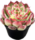 Live Succulent Echeveria 'Firrefly', 2 Inch Fully Rooted Potted Plant, Easy Care & Drought Tolerant, Indoor Houseplant for Home Decor