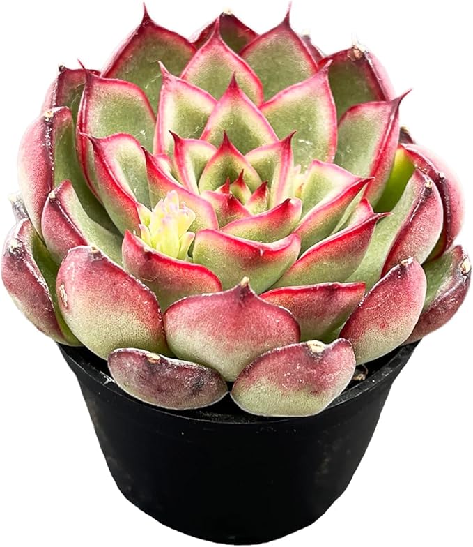Live Succulent Echeveria 'Firrefly', 2 Inch Fully Rooted Potted Plant, Easy Care & Drought Tolerant, Indoor Houseplant for Home Decor