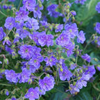 10+ Violet Double Hardy Geranium Seeds for Planting Outdoor-Rare Perennial Cranesbill Geraniums Seeds Flower Non-GMO Heirloom for Garden Home Attract Pollinators