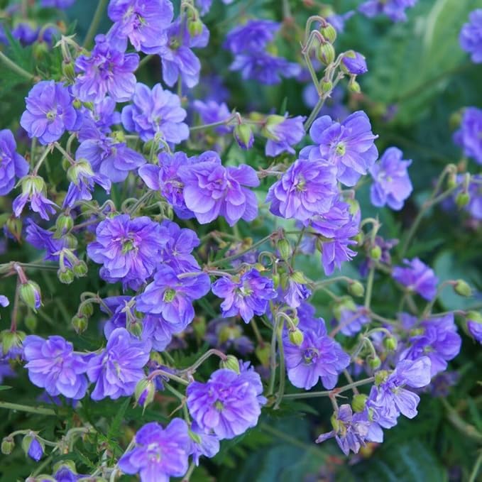 10+ Violet Double Hardy Geranium Seeds for Planting Outdoor-Rare Perennial Cranesbill Geraniums Seeds Flower Non-GMO Heirloom for Garden Home Attract Pollinators