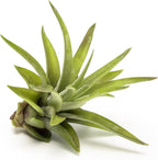 Altman Plants, 12 Air Plant Variety Pack - Small Tillandsia Terrarium Kit - Assorted Species of Live Tillandsia Tropical House Plants for Sale, 2 to 5 Inches Each - Air Plants for Indoor Home Decor