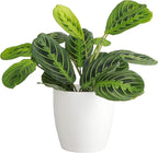 Thorsen's Greenhouse Lemon Lime Prayer Plant, Live Indoor Plant, Pet Friendly, Attractive Houseplant, Lemon Maranta, Natural Air Purifier, Easy to Grow, 4" Diameter Pot, White