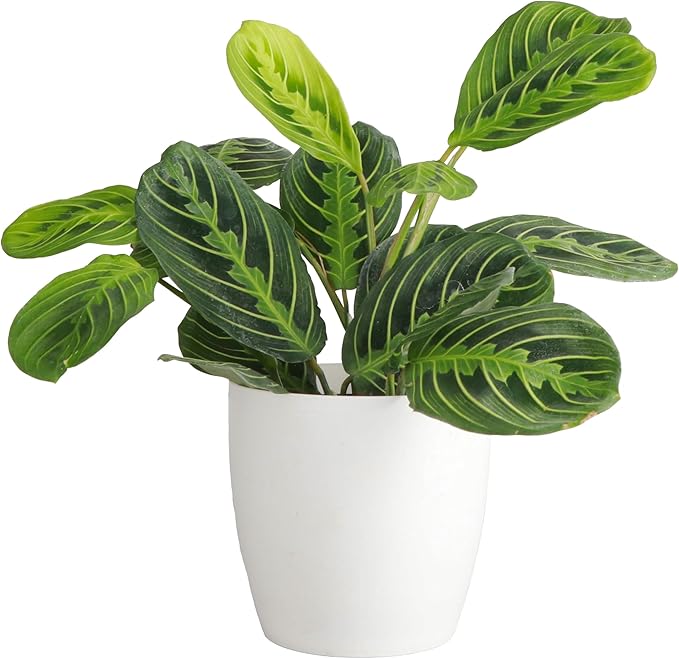 Thorsen's Greenhouse Lemon Lime Prayer Plant, Live Indoor Plant, Pet Friendly, Attractive Houseplant, Lemon Maranta, Natural Air Purifier, Easy to Grow, 4" Diameter Pot, White