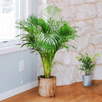 Seeds Parlor Palm Neanthe Bella (Palm Chamaedorea) Rare Perennial Tree